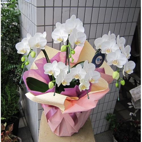 ミディー 白胡蝶蘭 アマビリス ５本立て 花屋 Couleur De Fleur ｸﾙｰﾙﾄﾞﾌﾙｰﾙ のオリジナル商品 フラワーギフトはプロのお花屋さんにおまかせ フジテレビフラワーネット