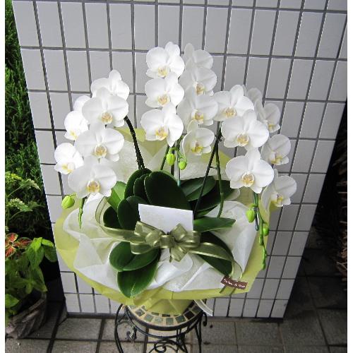 ミディー 白胡蝶蘭 アマビリス ３本立て 花屋 Couleur De Fleur ｸﾙｰﾙﾄﾞﾌﾙｰﾙ のオリジナル商品 フラワーギフトはプロのお花屋さんにおまかせ フジテレビフラワーネット