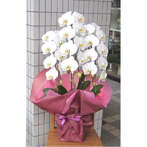 白胡蝶蘭 ビクトリー ホワイト（VICTORY WHITE) 3本立 27輪以上