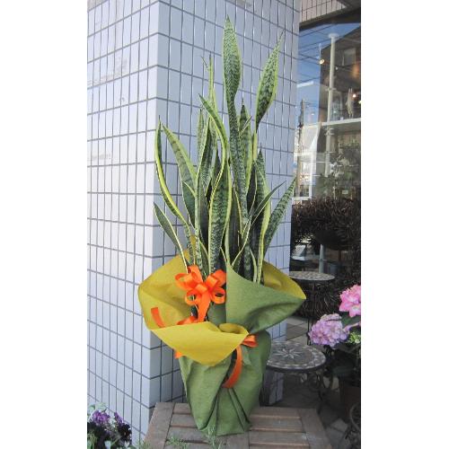 サンセベリア ローレンティー 花屋 Couleur De Fleur クルールドフルール のオリジナル商品 フラワーギフトはプロのお花屋さんにおまかせ フジテレビフラワーネット サンセベリア ローレンティー 花屋 Couleur De Fleur クルールドフルール のオリジナル商品 フラワーギフトはプロのお花屋さんにおまかせ フジテレビフラワーネット