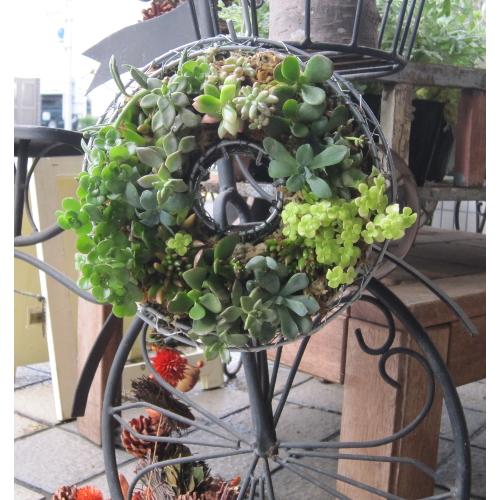 多肉植物のリース仕立て 花屋 Couleur De Fleur クルールドフルール のオリジナル商品 フラワーギフトはプロのお花屋さんにおまかせ フジテレビフラワーネット 多肉植物のリース仕立て 花屋 Couleur De Fleur クルールドフルール のオリジナル商品 フラワーギフトはプロのお花屋さんにおまかせ フジテレビフラワーネット