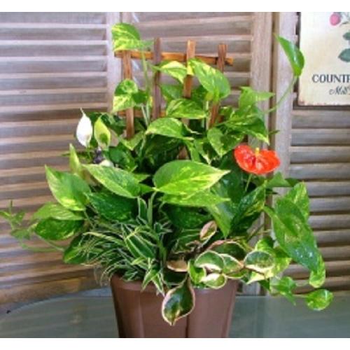 Green On The Table 観葉植物の寄せ植え 花屋 Couleur De Fleur クルールドフルール のオリジナル商品 フラワーギフトはプロのお花屋さんにおまかせ フジテレビフラワーネット Green On The Table 観葉植物の寄せ植え 花屋 Couleur De Fleur クルールドフルール のオリジナル商品 フラワーギフトはプロのお花屋さんにおまかせ フジテレビフラワーネット