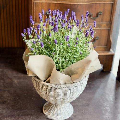 イングリッシュラベンダーバスケット」| 花屋「花工房vegeta」の