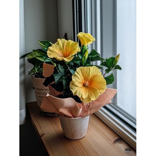 ハイビスカス ～ハニーイエロー～」| 花屋「フィオリスタ ぴあに」の