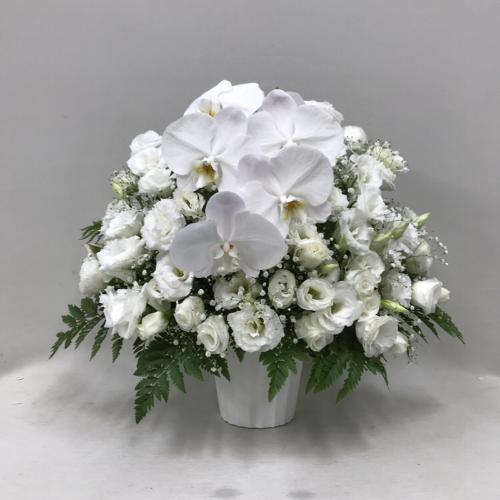 供花 胡蝶蘭とトルコキキョウのアレンジ H50 花屋 株 梶原 のオリジナル商品 フラワーギフトはプロのお花屋さんにおまかせ フジテレビフラワーネット