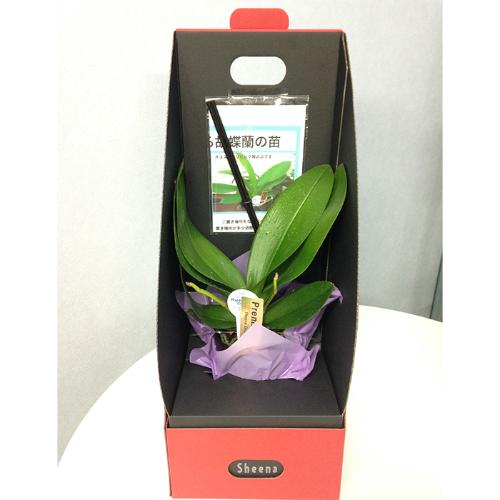 産地直送胡蝶蘭 Home Made Orchid 自宅で育てる 花 花屋 Apertio Floris アペルティオーフローリス のオリジナル商品 フラワーギフトはプロのお花屋さんにおまかせ フジテレビフラワーネット 産地直送胡蝶蘭 Home Made Orchid 自宅で育てる 花 花屋 Apertio Floris アペルティオーフローリス のオリジナル商品 フラワーギフトはプロのお花屋さんにおまかせ フジテレビフラワーネット