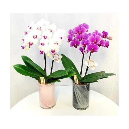 産地直送胡蝶蘭 胡蝶蘭 4号2本立 ルカグラス 花屋 Apertio Floris アペルティオーフローリス のオリジナル商品 フラワーギフトはプロのお花屋さんにおまかせ フジテレビフラワーネット 産地直送胡蝶蘭 胡蝶蘭 4号2本立 ルカグラス 花屋 Apertio Floris アペルティオーフローリス のオリジナル商品 フラワーギフトはプロのお花屋さんにおまかせ フジテレビフラワーネット