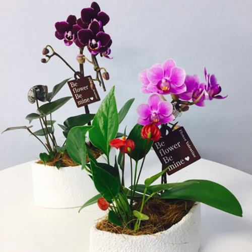 産地直送胡蝶蘭 マイクロ胡蝶蘭 アンスリウム寄せ 花屋 Apertio Floris アペルティオーフローリス のオリジナル商品 フラワーギフトはプロのお花屋さんにおまかせ フジテレビフラワーネット 産地直送胡蝶蘭 マイクロ胡蝶蘭 アンスリウム寄せ 花屋 Apertio Floris アペルティオーフローリス のオリジナル商品 フラワーギフトはプロのお花屋さんにおまかせ フジテレビフラワーネット