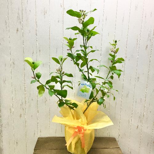 大量実付き レモンの木 サイパンレモン 花屋 フラワーショップ オリーブ八事店 のオリジナル商品 フラワーギフトはプロのお花屋さんにおまかせ フジテレビフラワーネット 大量実付き レモンの木 サイパンレモン 花屋 フラワーショップ オリーブ八事店 のオリジナル商品 フラワーギフトはプロのお花屋さんにおまかせ フジテレビフラワーネット