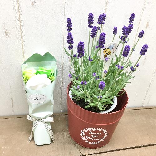 イングリッシュラベンダー ソープフラワー グリーン 花屋 フラワーショップ オリーブ八事店 のオリジナル商品 フラワーギフトはプロのお花屋さんにおまかせ フジテレビフラワーネット イングリッシュラベンダー ソープフラワー グリーン 花屋 フラワーショップ オリーブ八事店 のオリジナル商品 フラワーギフトはプロのお花屋さんにおまかせ フジテレビフラワーネット