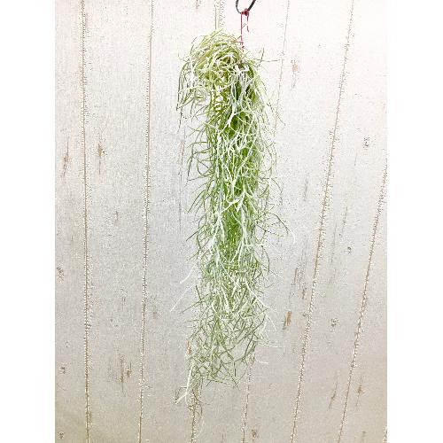 エアプランツ チランジア ウスネオイデス 太葉 Tillandsia Usneoides スパニッシュモス 花屋 フラワーショップ オリーブ八事店 のオリジナル商品 フラワーギフトはプロのお花屋さんにおまかせ フジテレビフラワーネット エアプランツ チランジア ウスネオイデス 太葉 Tillandsia Usneoides スパニッシュモス 花屋 フラワーショップ オリーブ八事店 のオリジナル商品 フラワーギフトはプロのお花屋さんにおまかせ フジテレビフラワーネット