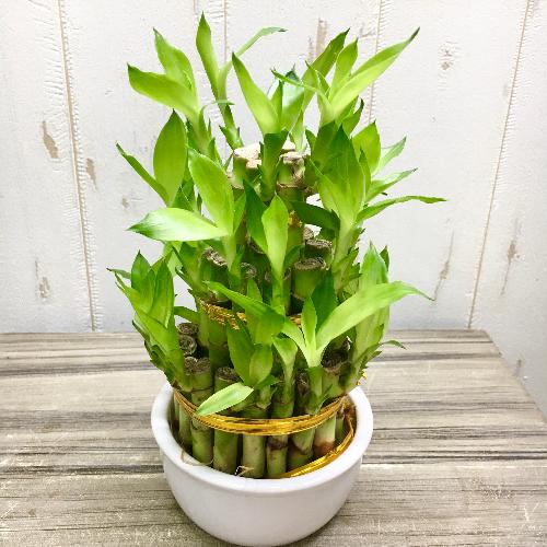 縁起竹 風水 タワー型 ミリオンバンブー ラッキーバンブー 3段 陶器鉢 ホワイト 花屋 Plants Shop Olive のオリジナル商品 フラワーギフトはプロのお花屋さんにおまかせ フジテレビフラワーネット