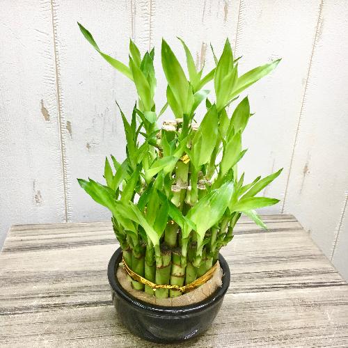 縁起竹 風水 タワー型 ミリオンバンブー ラッキーバンブー 3段 陶器鉢 ブラック 花屋 Plants Shop Olive のオリジナル商品 フラワーギフトはプロのお花屋さんにおまかせ フジテレビフラワーネット 縁起竹 風水 タワー型 ミリオンバンブー ラッキーバンブー 3段 陶器鉢 ブラック 花屋 Plants Shop Olive のオリジナル商品 フラワーギフトはプロのお花屋さんにおまかせ フジテレビフラワーネット