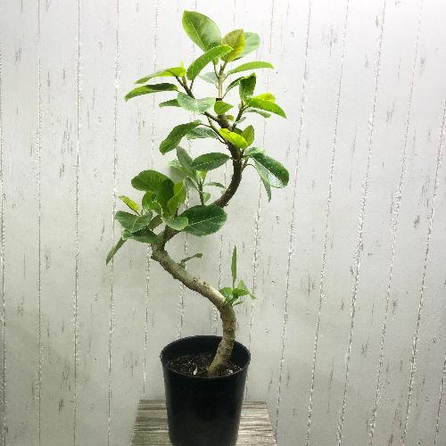 ラセン仕立て 曲がり フィカス アルテシマ」| 花屋「PLANTS SHOP OLIVE