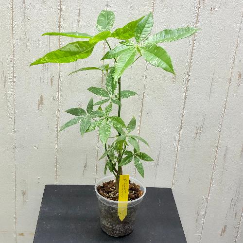 希少 パキラ ミルキーウェイ 実生 観葉植物 calm cafe 89（希少