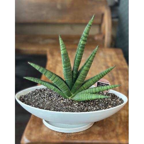 希少種 サンスベリア オブリティアナ 丈夫 美麗 観葉植物 calm cafe 希少種 サンスベリア オブリティアナ 丈夫 美麗 観葉植物 calm cafe