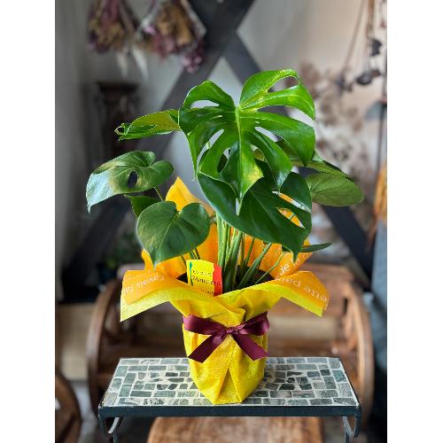 観葉植物】 モンステラ」| 花屋「KAZU」のオリジナル商品