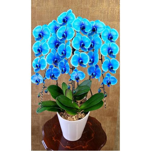 胡蝶蘭 ブルー 3本立ち」| 花屋「Fleur de Rohan(ﾌﾙ-ﾙﾄﾞﾛｱﾝ)」の