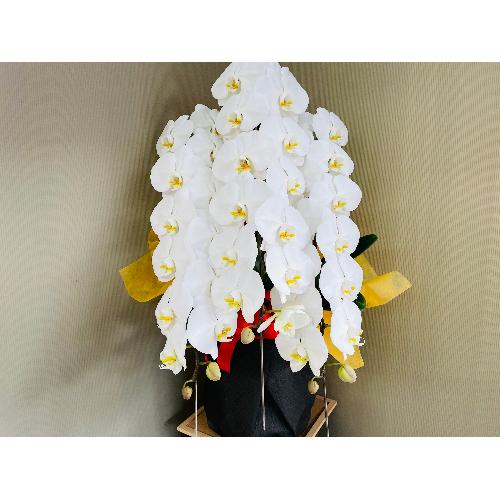 胡蝶蘭白3本立ち42輪以上（つぼみを含む）御祝ラッピング」| 花屋