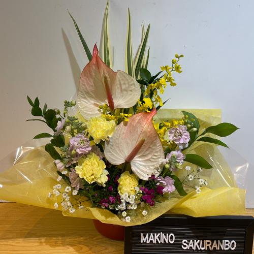 アンスリウムとプリメラのデイップフラワーアレンジメント アレンジメント】プロテアとアンスリウム | ネイティブの花屋