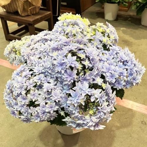 限定！アジサイ ダブルダッチエダム ブルー」| 花屋「牧野植物園