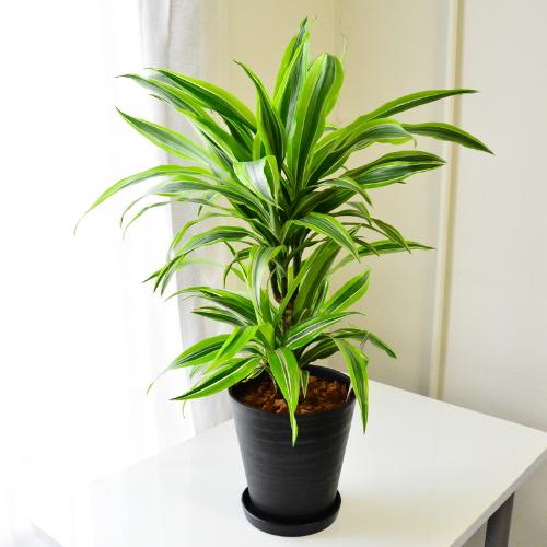 観葉植物 レモンライム セラアート鉢入り 花屋 有 花萌 のオリジナル商品 フラワーギフトはプロのお花屋さんにおまかせ フジテレビフラワーネット 観葉植物 レモンライム セラアート鉢入り 花屋 有 花萌 のオリジナル商品 フラワーギフトはプロのお花屋さんにおまかせ フジテレビフラワーネット