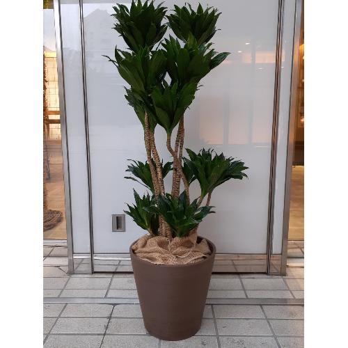 ドラセナ コンパクター 花屋 順花園 Greenday 六甲アイランド店 のオリジナル商品 フラワーギフトはプロのお花屋 さんにおまかせ フジテレビフラワーネット ドラセナ コンパクター 花屋 順花園 Greenday 六甲アイランド店 のオリジナル商品 フラワーギフトはプロのお花屋 さんにおまかせ フジテレビフラワーネット