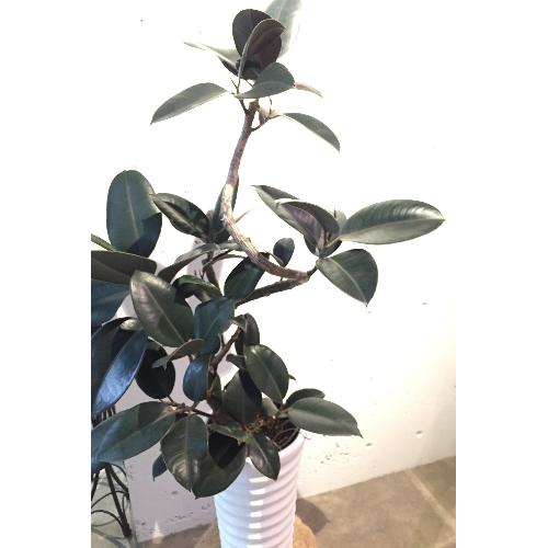 ゴムの木 バーガンディ 曲がり 花屋 順花園 Greenday 六甲アイランド店 のオリジナル商品 フラワーギフトはプロのお花屋 さんにおまかせ フジテレビフラワーネット