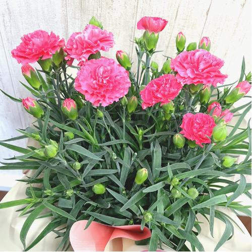 母の日 カーネーションの花鉢 ピンク系 花屋 花の店 あん のオリジナル商品 フラワーギフトはプロのお花屋さんにおまかせ フジテレビフラワーネット 母の日 カーネーションの花鉢 ピンク系 花屋 花の店 あん のオリジナル商品 フラワーギフトはプロのお花屋さんにおまかせ フジテレビフラワーネット