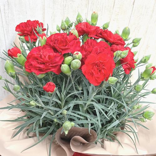 母の日 カーネーションの花鉢 赤系 花屋 花の店 あん のオリジナル商品 フラワーギフトはプロのお花屋さんにおまかせ フジテレビフラワーネット 母の日 カーネーションの花鉢 赤系 花屋 花の店 あん のオリジナル商品 フラワーギフトはプロのお花屋さんにおまかせ フジテレビフラワーネット