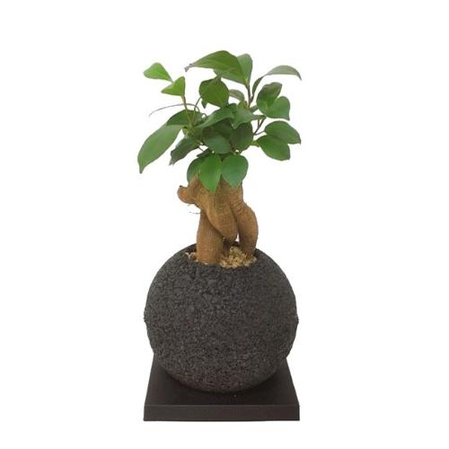 スフィア 黒 ガジュマル 花屋 株 野田麗花園 のオリジナル商品 フラワーギフトはプロのお花屋さんにおまかせ フジテレビフラワーネット スフィア 黒 ガジュマル 花屋 株 野田麗花園 のオリジナル商品 フラワーギフトはプロのお花屋さんにおまかせ フジテレビフラワーネット
