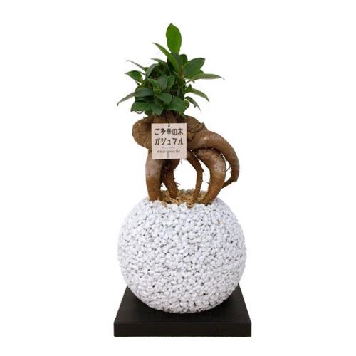スフィア 白 ガジュマル 花屋 株 野田麗花園 のオリジナル商品 フラワーギフトはプロのお花屋さんにおまかせ フジテレビフラワーネット スフィア 白 ガジュマル 花屋 株 野田麗花園 のオリジナル商品 フラワーギフトはプロのお花屋さんにおまかせ フジテレビフラワーネット