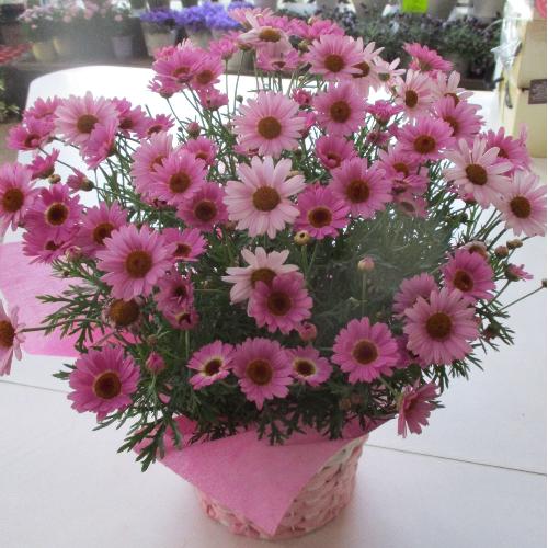 母の日 鉢植え マーガレット モリンバ あふれるばかりの美しさ 秋にも楽しめるマーガレット 花屋 株 藤野グリーンセンター のオリジナル商品 フラワーギフトはプロのお花屋さんにおまかせ フジテレビフラワーネット 母の日 鉢植え マーガレット モリンバ あふれるばかりの美しさ 秋にも楽しめるマーガレット 花屋 株 藤野グリーンセンター のオリジナル商品 フラワーギフトはプロのお花屋さんにおまかせ フジテレビフラワーネット