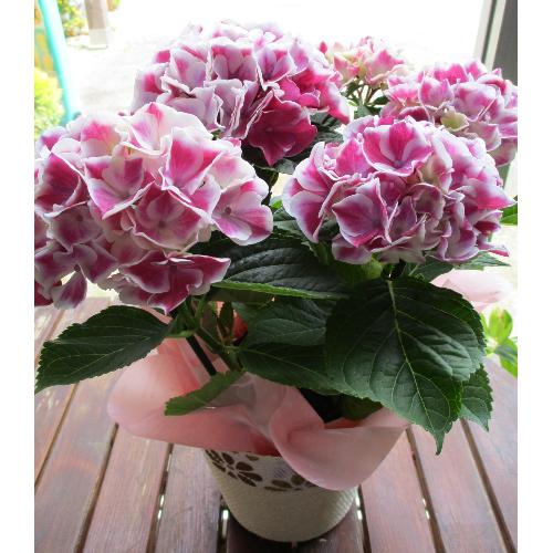 遅れてごめんね母の日鉢植えアジサイ ピルニッツ ハート形の花びらがほっこり優しい 花の白とピンクの花色が美しい 花屋 株 藤野グリーンセンター のオリジナル商品 フラワーギフトはプロのお花屋さんにおまかせ フジテレビフラワーネット