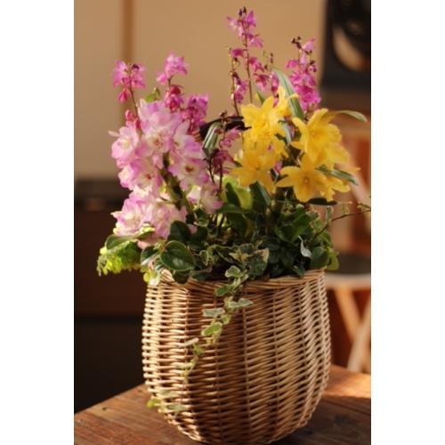 プロにおまかせ 季節のランの花を使った寄せ植えブリコラージュ プロにおまかせ 季節のランの花を使った寄せ植えブリコラージュ