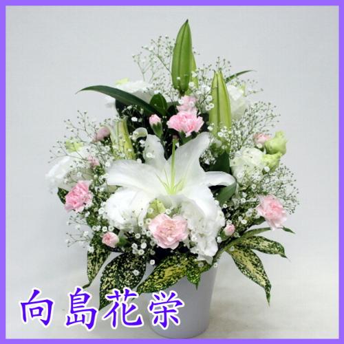 供花 ユリとかすみ草のお供え花 ピンク 花屋 向島花栄 のオリジナル商品 フラワーギフトはプロのお花屋さんにおまかせ フジテレビフラワーネット 供花 ユリとかすみ草のお供え花 ピンク 花屋 向島花栄 のオリジナル商品 フラワーギフトはプロのお花屋さんにおまかせ フジテレビフラワーネット