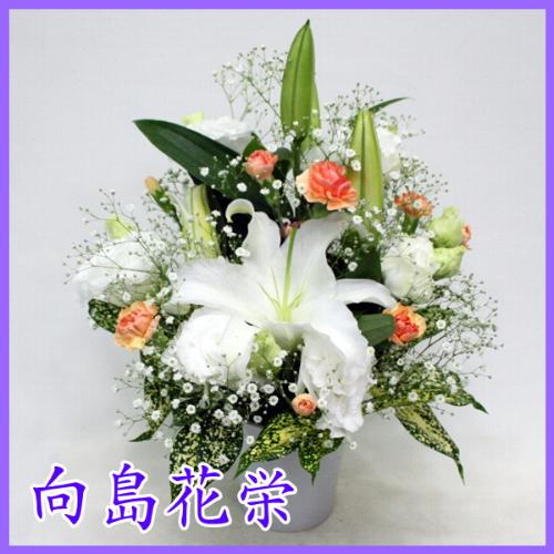 ユリとかすみ草のお供え花 オレンジ 花屋 向島花栄 のオリジナル商品 フラワーギフトはプロのお花屋さんにおまかせ フジテレビフラワーネット