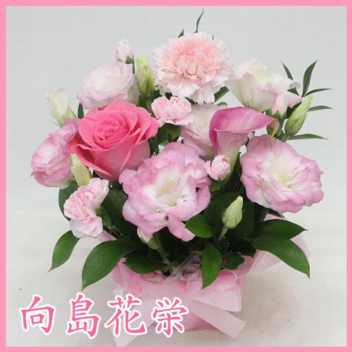 ピンクのお花の可愛い小ぶりなアレンジメント 花屋 向島花栄 のオリジナル商品 フラワーギフトはプロのお花屋さんにおまかせ フジテレビフラワーネット