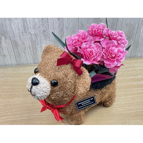 クマガールのお散歩 ピンクカーネ」| 花屋「フローリスト萬」の