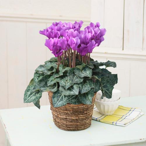 自然開花 ミニシクラメン セレナーディア アロマブルー 鉢植え 花屋 フジテレビフラワーネット のオリジナル商品 フラワーギフトはプロのお花屋さんにおまかせ フジテレビフラワーネット