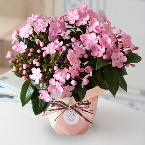 においざくら「COCO(ココ)」鉢植え ジャパンフラワーセレクション