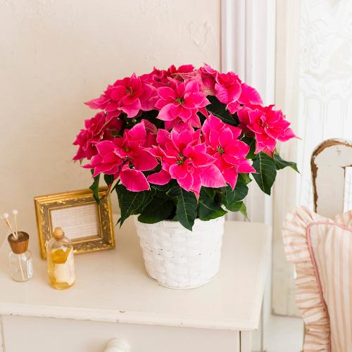 八重咲きプリンセチア ローザ 鉢植え 花屋 フジテレビフラワーネット のオリジナル商品 フラワーギフトはプロのお花屋さんにおまかせ フジテレビフラワーネット