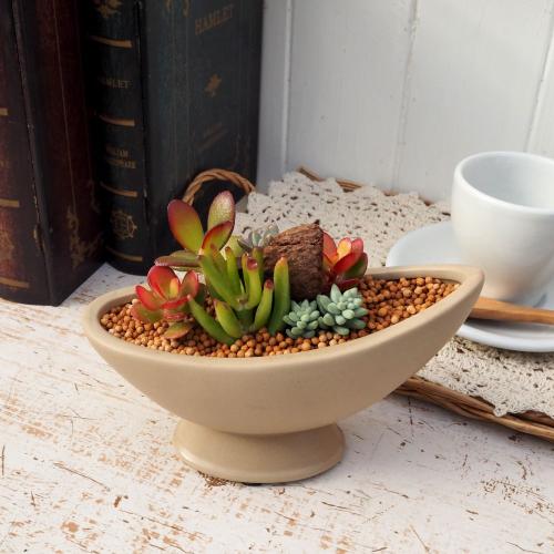 多肉植物　寄せ植え（エンジェル.ウイング鉢♪プードル付き） 多肉植物 寄せ植え（エンジェル.ウイング鉢♪プードル付き） 多肉植物