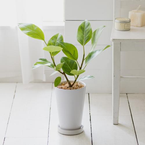 観葉植物 フィカス アルテシーマ 花屋 フジテレビフラワーネット のオリジナル商品 フラワーギフトはプロのお花屋さんにおまかせ フジテレビフラワーネット 観葉植物 フィカス アルテシーマ 花屋 フジテレビフラワーネット のオリジナル商品 フラワーギフトはプロのお花屋さんにおまかせ フジテレビフラワーネット