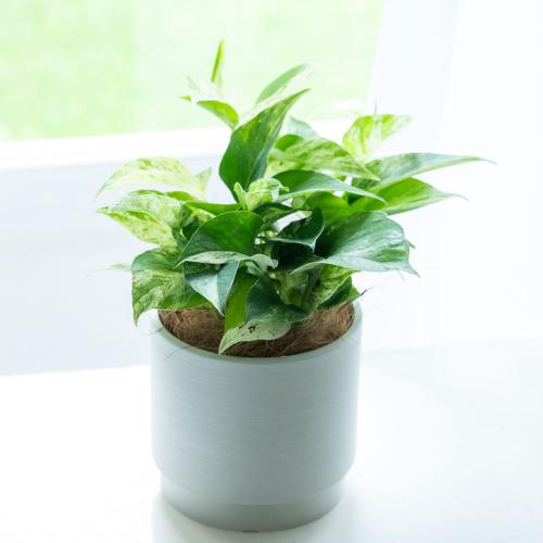 観葉植物 ポトス（白バスケットカバー付き）‐サムライフラワー