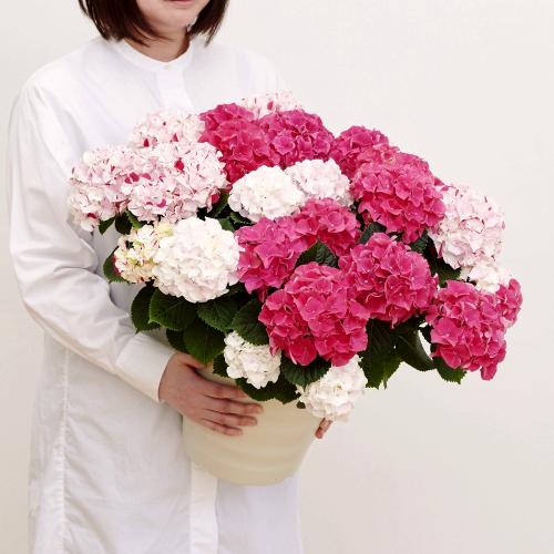 母の日ギフト 不思議な紅白アジサイ 寿 ことぶき 大鉢 花屋 フジテレビフラワーネット のオリジナル商品 フラワーギフトはプロのお花屋さんにおまかせ フジテレビフラワーネット 母の日ギフト 不思議な紅白アジサイ 寿 ことぶき 大鉢 花屋 フジテレビフラワーネット のオリジナル商品 フラワーギフトはプロのお花屋さんにおまかせ フジテレビフラワーネット