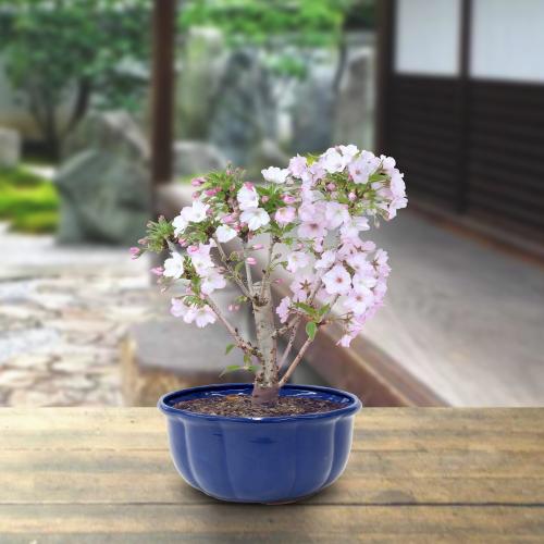 御殿場桜」| 花屋「フジテレビフラワーネット」のオリジナル商品