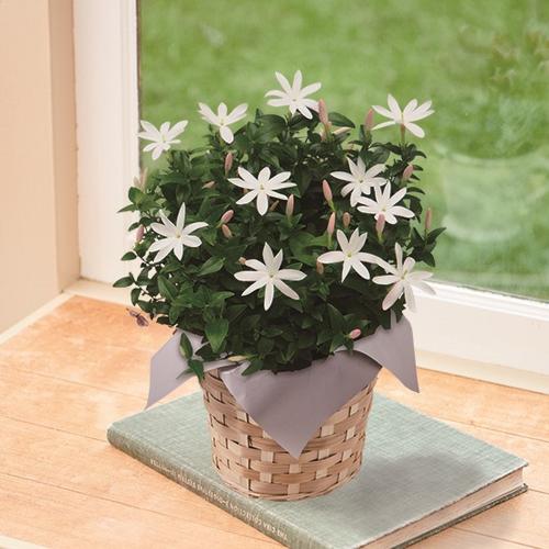 最も人気のある ジャスミン 写真 25 ジャスミン 写真 ディズニーシー