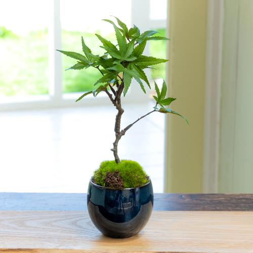 CUPBON/カップボン】美濃焼藍色 モミジ」| 花屋「フジテレビフラワー