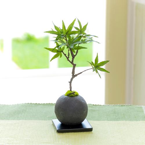Cupbon カップボン 檜炭ボール モミジ 花屋 フジテレビフラワーネット のオリジナル商品 フラワーギフトはプロのお花屋さんにおまかせ フジテレビフラワーネット Cupbon カップボン 檜炭ボール モミジ 花屋 フジテレビフラワーネット のオリジナル商品 フラワーギフトはプロのお花屋さんにおまかせ フジテレビフラワーネット